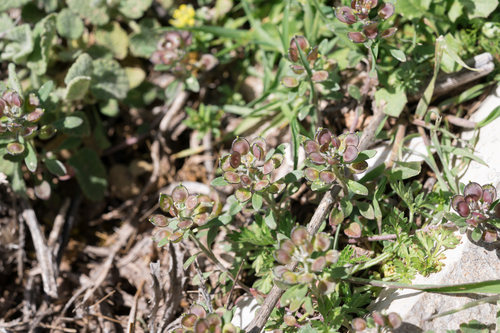 Leafy Alyssum (Alyssum foliosum)