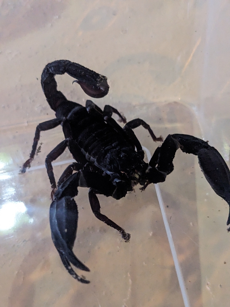 Chaerilus tichyi