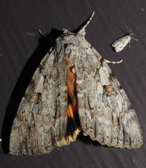Catocala subnata