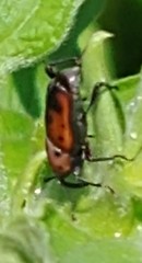 Rhodobaenus quinquepunctatus