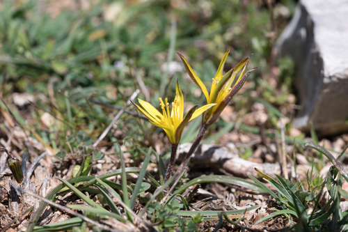 Stiff Gagea (Gagea rigida)