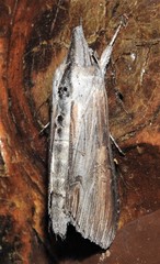 Cucullia omissa
