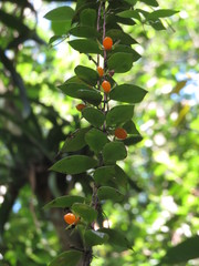 Codonanthe devosiana