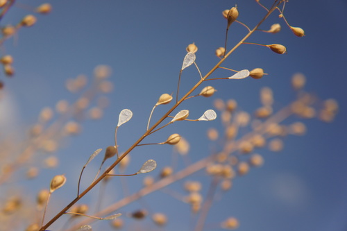 Camelina sativa iNat (2)