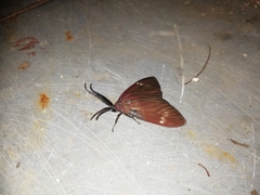 Cyclosia latipennis