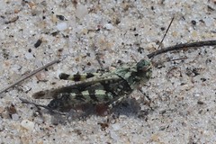 Spharagemon marmorata marmorata