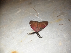 Cyclosia latipennis
