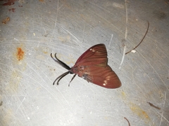 Cyclosia latipennis