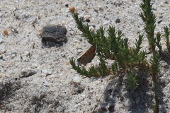 Lycaena phlaeas hypophlaeas