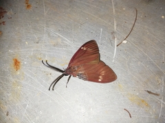 Cyclosia latipennis