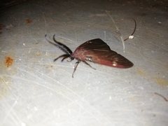Cyclosia latipennis
