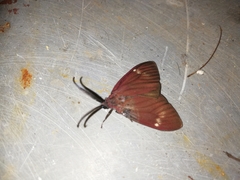 Cyclosia latipennis