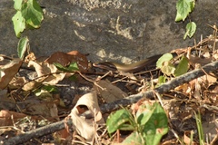 Plestiodon tetragrammus brevilineatus