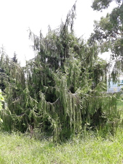 Cupressus cashmeriana