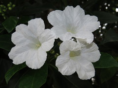 Cordia superba