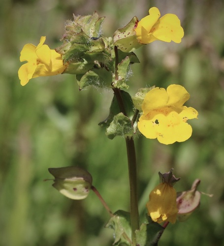 iNaturalist observation photo of monkeyflowers