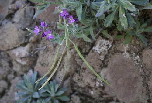 iNaturalist observation photo of rockcresses