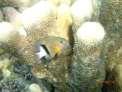 Plectroglyphidodon dickii