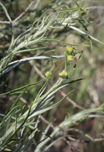 iNaturalist observation photo of Douglas' threadleaf ragwort