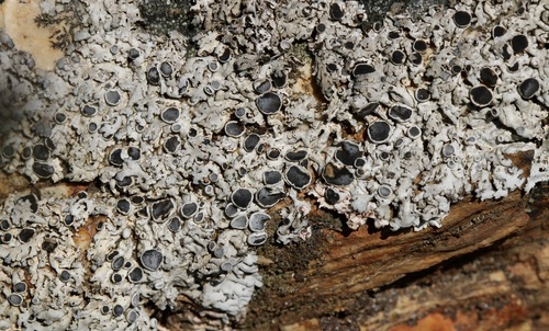 iNaturalist observation photo of rosette lichens
