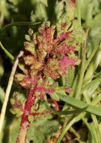 iNaturalist observation photo of stork's-bill chytrid