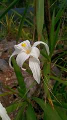 Vellozia plicata