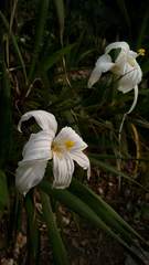 Vellozia plicata