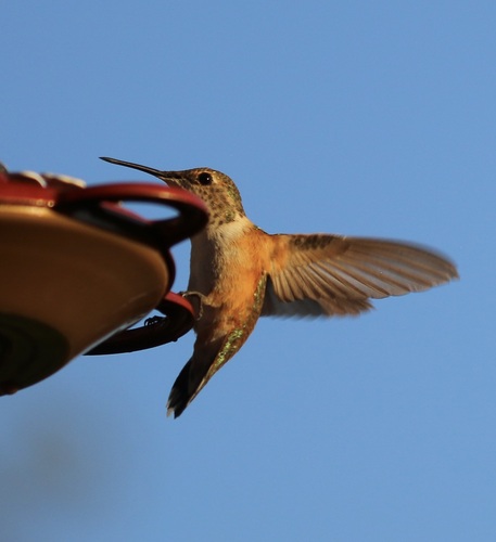 iNaturalist observation photo of Rufous Hummingbird