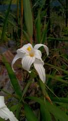 Vellozia plicata
