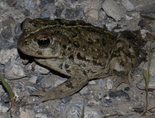 iNaturalist observation photo of Western Toad