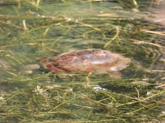 Mauremys leprosa leprosa