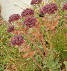 Hylotelephium anacampseros