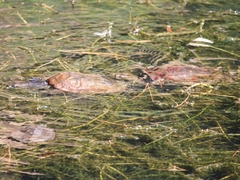 Mauremys leprosa leprosa