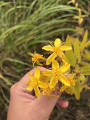 Hypericum canariense