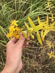 Hypericum canariense