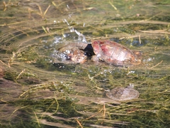 Mauremys leprosa leprosa