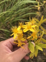 Hypericum canariense