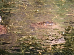 Mauremys leprosa leprosa