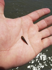 Terebridae