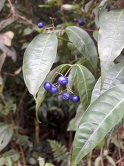Psychotria leiocarpa