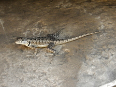 Tropidurus etheridgei