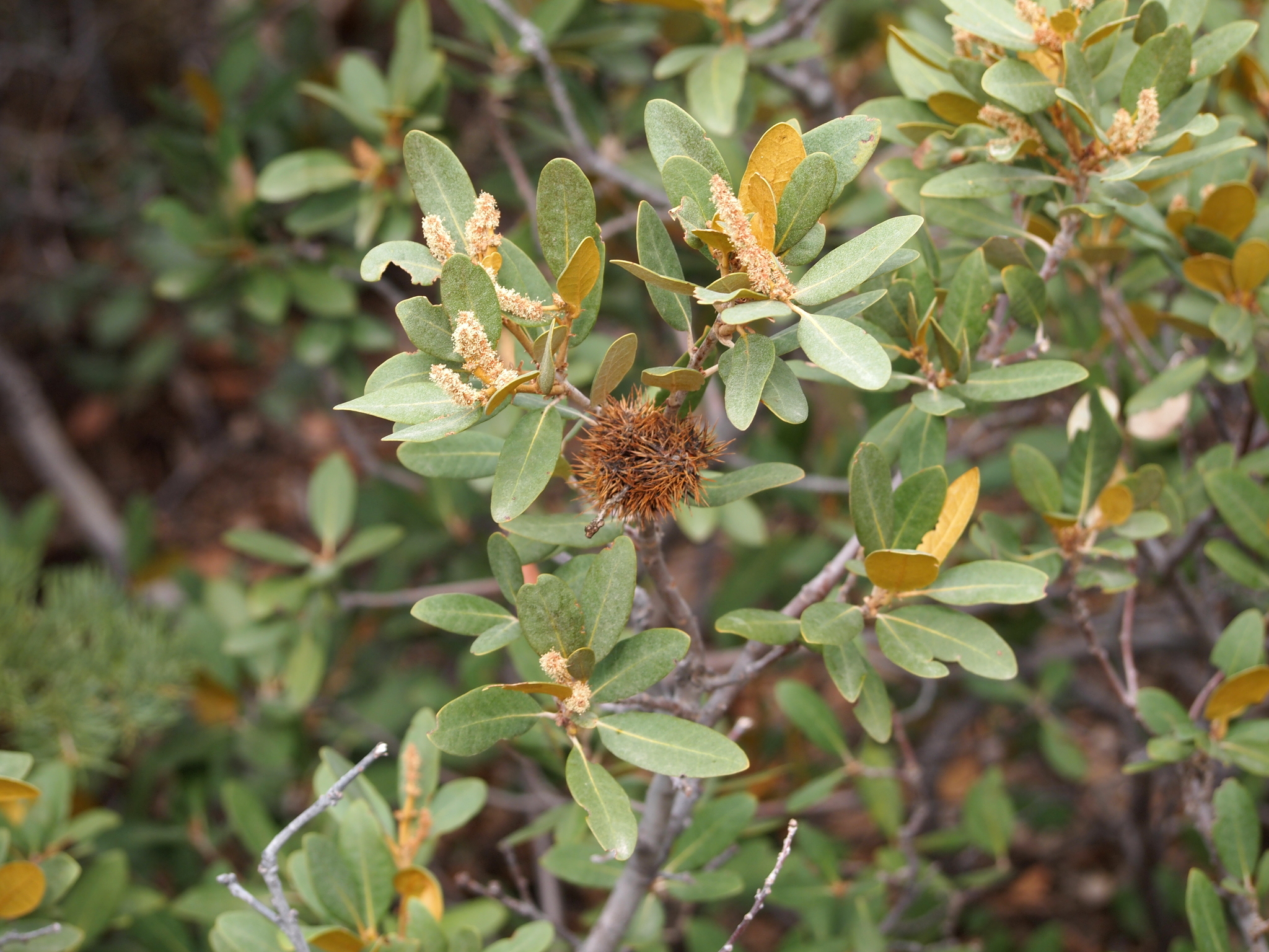 Chrysolepis sempervirens