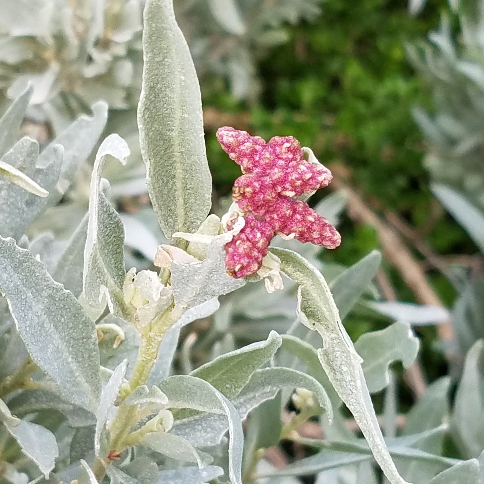 Atriplex cinerea