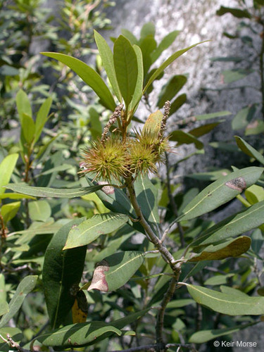 bush chinquapin