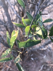 Maerua juncea crustata