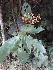 Psychotria carthagenensis