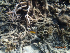 Pomacentrus simsiang