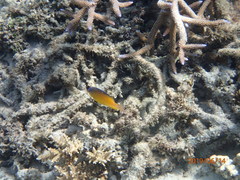 Pomacentrus simsiang