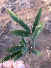 Maerua juncea crustata