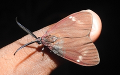 Cyclosia latipennis